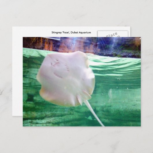 Stingray "Face", Dubai Briefkaart (Voorkant / Achterkant)