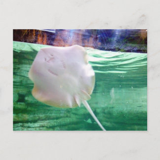 Stingray "Face", Dubai Briefkaart