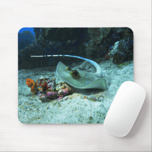 Stingray in beweging - Foto genomen bij Coral Tria Muismat