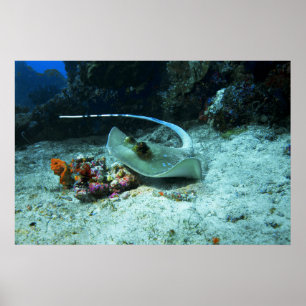 Stingray in beweging - Foto genomen bij Coral Tria Poster