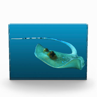 Stingray in motion! Gradient blue background |  Fotoblokken