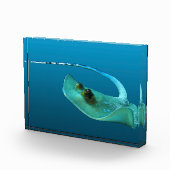 Stingray in motion! Gradient blue background |  Fotoblokken (Rechts)