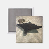 Stingray Magneet (Voorkant / Achterkant)