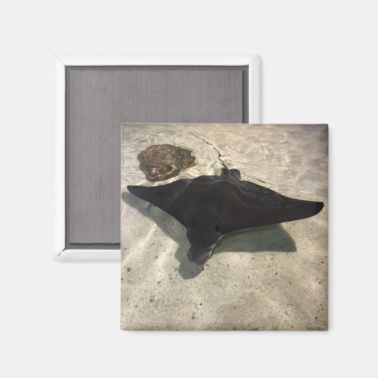 Stingray Magneet (Voorkant / Achterkant)
