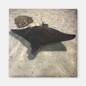 Stingray Magneet (Voorkant)