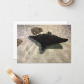 Stingray Notitiekaartje (Voorkant / Achterkant in situ)