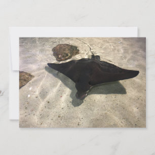 Stingray Notitiekaartje