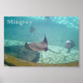 Stingray Poster (Voorkant)