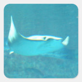 Stingray-Stickers Vierkante Sticker (Voorkant)