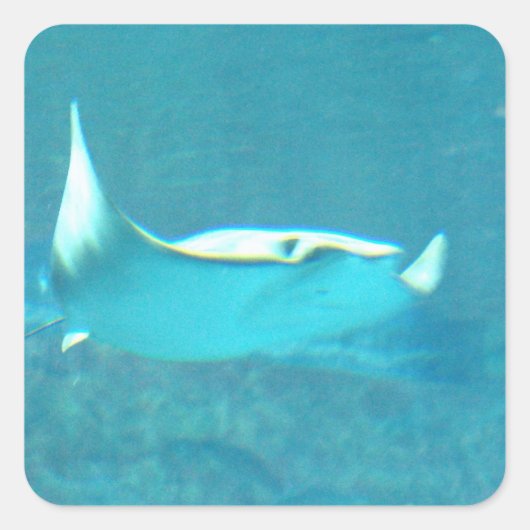 Stingray-Stickers Vierkante Sticker (Voorkant)
