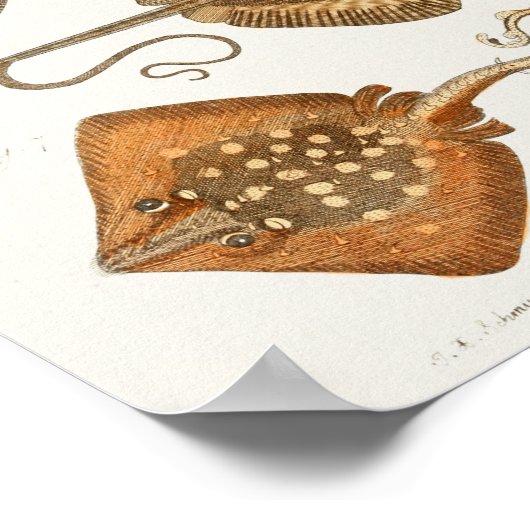 Stingrays Schaats  Zee maakt kunst afdrukken Poster (Hoek)