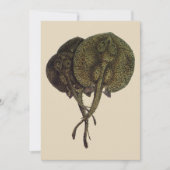 Stingrays, zeedieren (Voorkant)