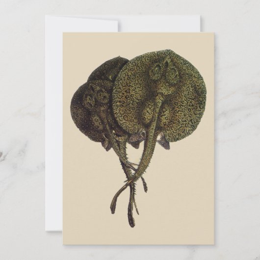  Stingrays, zeedieren (Voorkant)