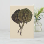  Stingrays, zeedieren (Staand voorkant)