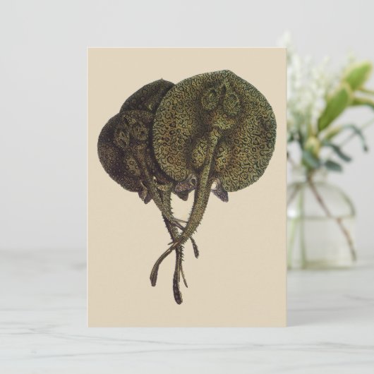 Stingrays, zeedieren (Staand voorkant)