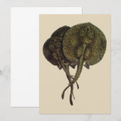 Stingrays, zeedieren (Voorkant / Achterkant)