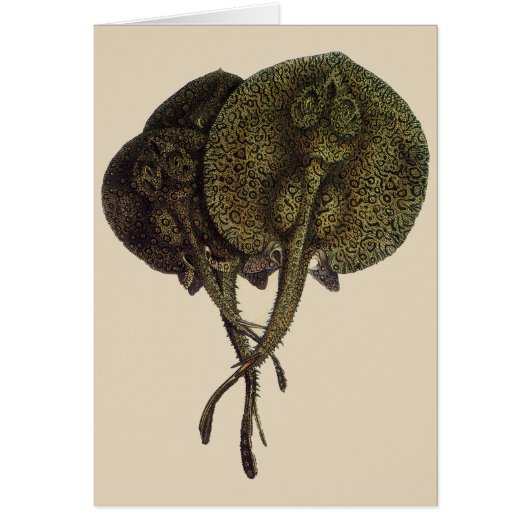 Stingrays, zeedieren (Voorkant)