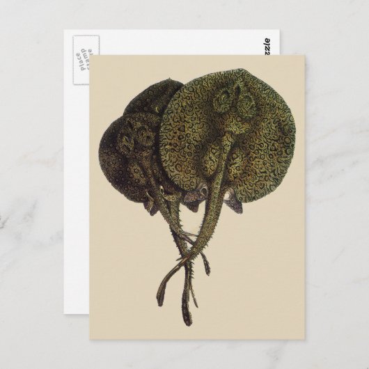 Stingrays, zeedieren Briefkaart (Voorkant / Achterkant)