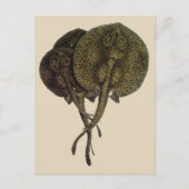 Stingrays, zeedieren Briefkaart (Voorkant)