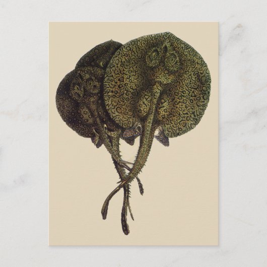 Stingrays, zeedieren Briefkaart (Voorkant)