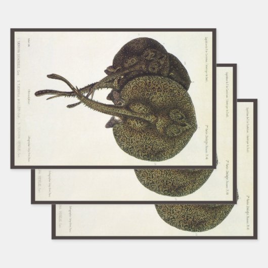 Stingrays, zeedieren Inpakpapier Vel (Set)