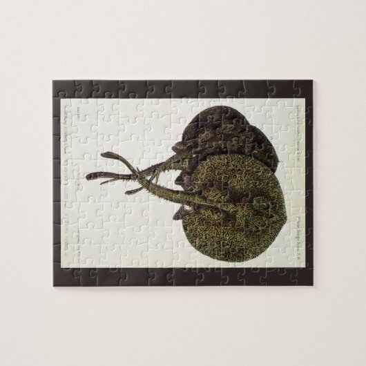 Stingrays, zeedieren Legpuzzel (Horizontaal)