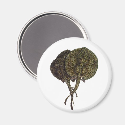  Stingrays, zeedieren Magneet (Voorkant / Achterkant)