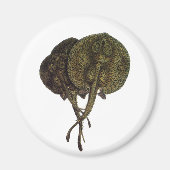  Stingrays, zeedieren Magneet (Voorkant)