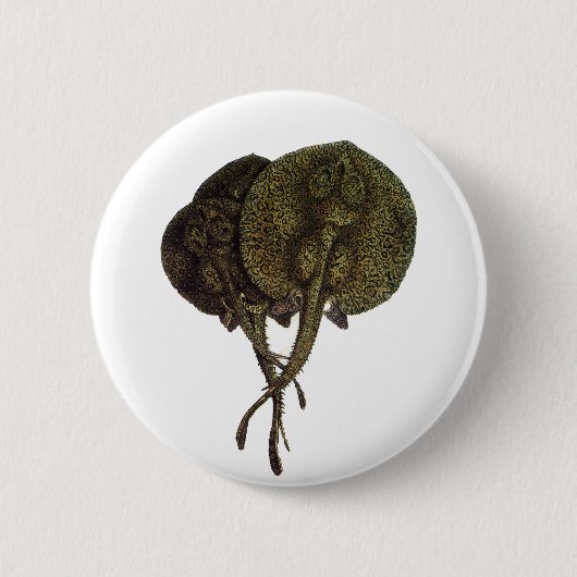  Stingrays, zeedieren Ronde Button 5,7 Cm (Voorkant)