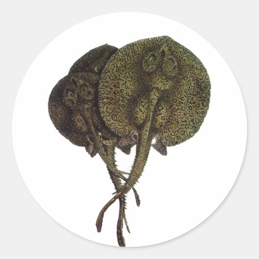  Stingrays, zeedieren Ronde Sticker (Voorkant)