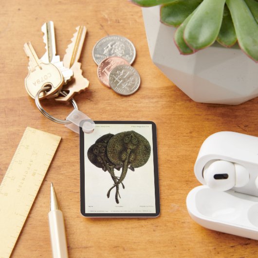 Stingrays, zeedieren Sleutelhanger (Bureau)