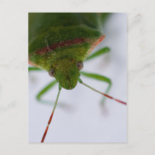 Stink Eye Briefkaart