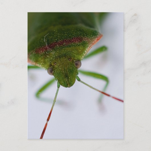 Stink Eye Briefkaart (Voorkant)