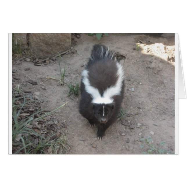 stinkdier (Voorkant Horizontaal)