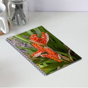 Stinkende Iris Oranje Zaadpeulen Foto Notitieboek