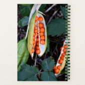 Stinking Iris Seed Pod Foto Notitieboek (Achterkant)
