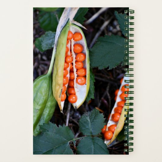 Stinking Iris Seed Pod Foto Notitieboek (Achterkant)