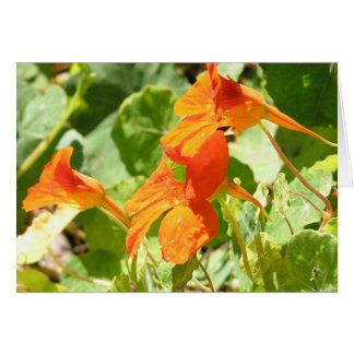 Stinson Nasturtiums