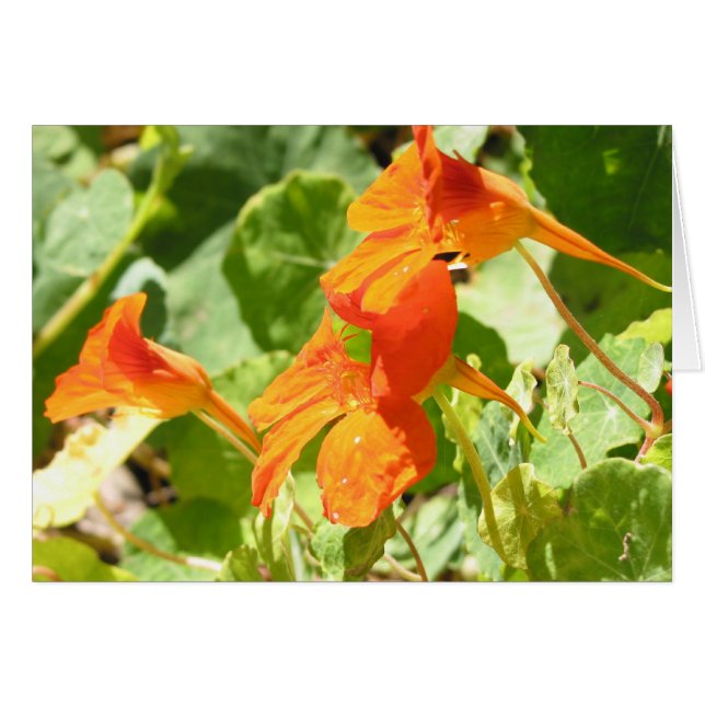 Stinson Nasturtiums (Voorkant Horizontaal)
