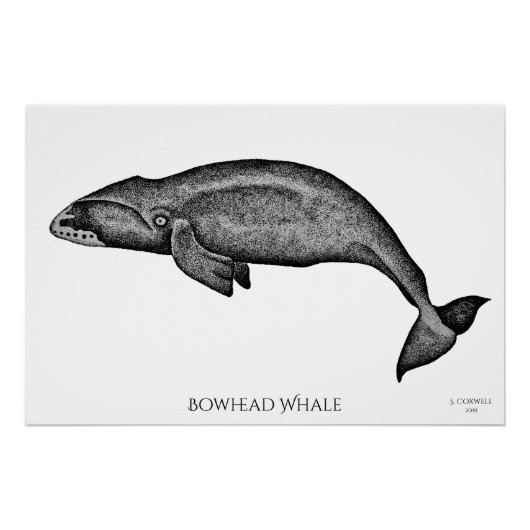 Stippling Art Bowiad Whale Perfect Poster (Voorkant)