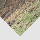 Stirling Skye Tissuepapier (Detail)