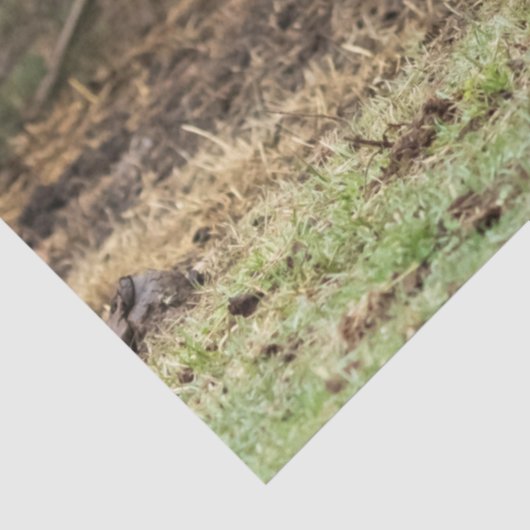 Stirling Skye Tissuepapier (Detail)