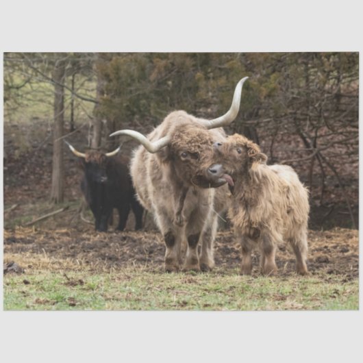 Stirling Skye Tissuepapier (Voorkant)