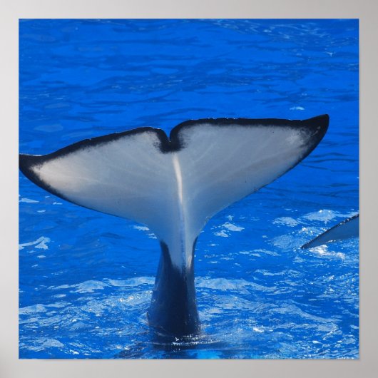 Stof van een walvisachtig Poster (Voorkant)
