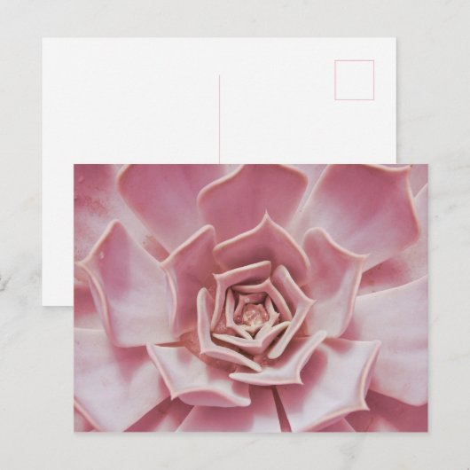 Stoffig Roos Roze Succulent Southwest Desert Plant Briefkaart (Voorkant / Achterkant)