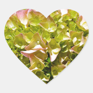 Stoffige roze gele bloemen bloem hortensia's hart sticker