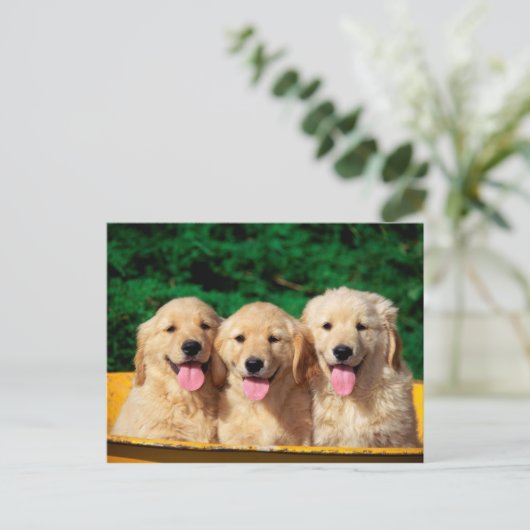 Stofhonden Briefkaart (Staand voorkant)