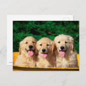 Stofhonden Briefkaart (Voorkant / Achterkant)