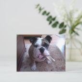 Stogie Briefkaart (Staand voorkant)