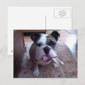 Stogie Briefkaart (Voorkant / Achterkant)